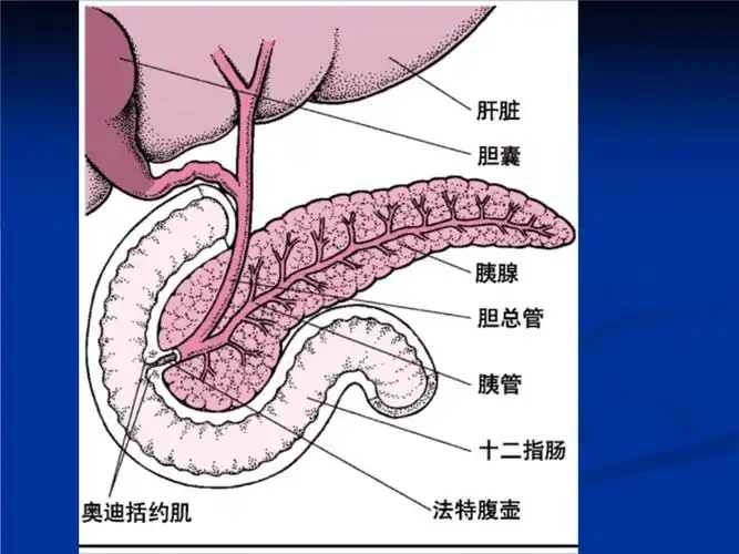 内科护理学急性胰腺炎.ppt 25页
