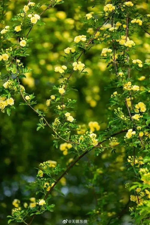 又见花星球的木香花开那长长的花朵尤如瀑布一般倾泻而下壮观而又优雅