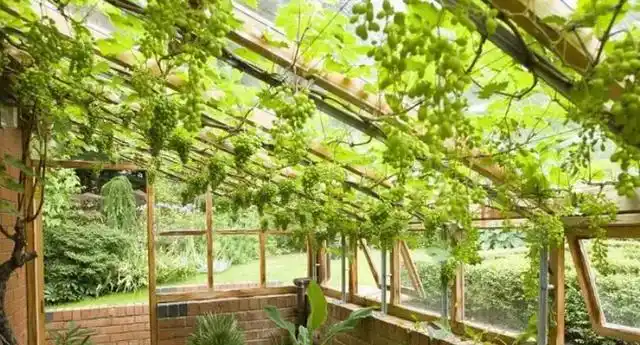 葡萄架应该怎样搭建呢?