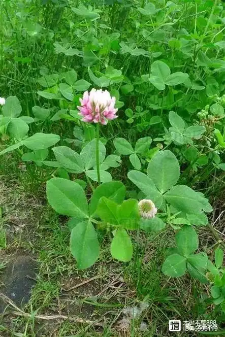 红车轴草,见过吗?能止咳,止喘,镇痉