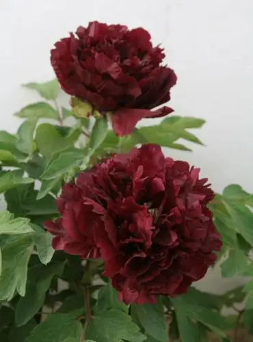 烟笼紫|洛阳牡丹|文化生活|洛阳锐奇新技术有限公司