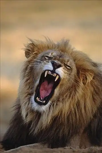 咆哮的雄狮非洲