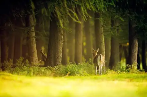 摄影师andrew evans拍摄的森林里的小鹿美图