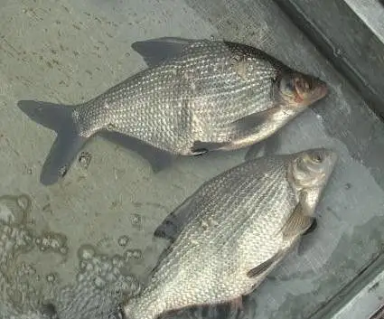 价格:电议鳊鱼苗批发价格价格:电议安徽鳊鱼养殖场价格:电议上海淡水