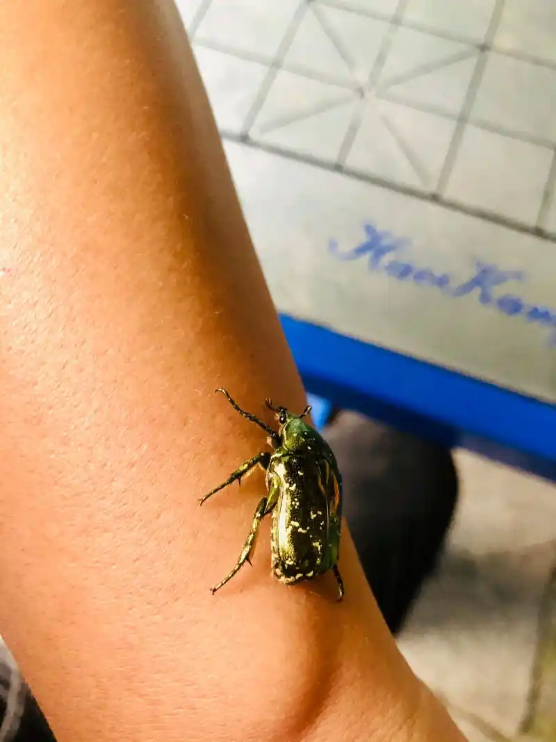 里的昆虫 | 东方星花金龟,原来也叫凸花金龟,也就是我们常说的金龟子!