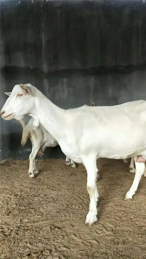 达州奶山羊价格