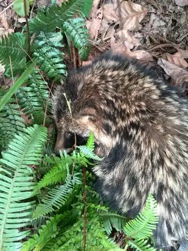请问下这动物学名叫什么?尾巴挺长,有骚味,会咬人.