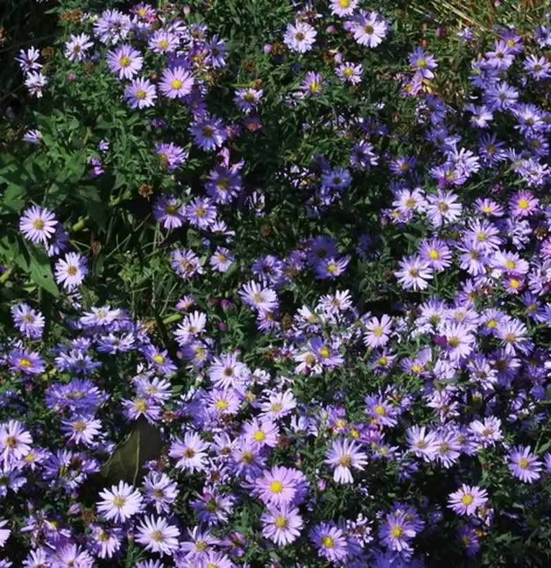 第一期:紫菀——花语:回忆,真挚的爱.