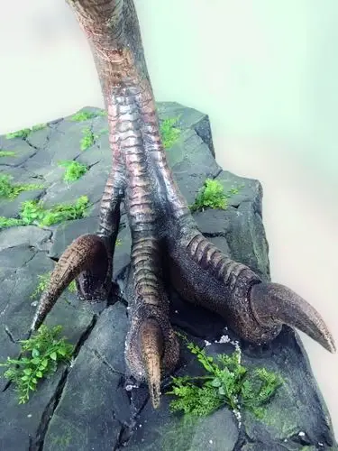 恐爪龙类恐龙的大型第Ⅱ脚趾,行走时不接触地面,因此为两趾型足迹