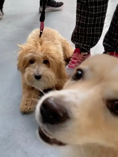 泰迪串柯基原来长这样!