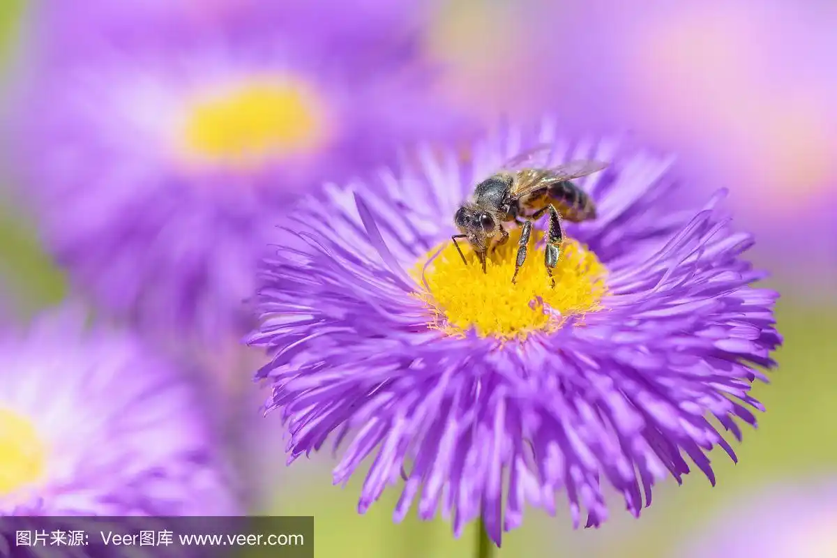 蜜蜂在夏花上采花粉.美丽明亮的自然背景.