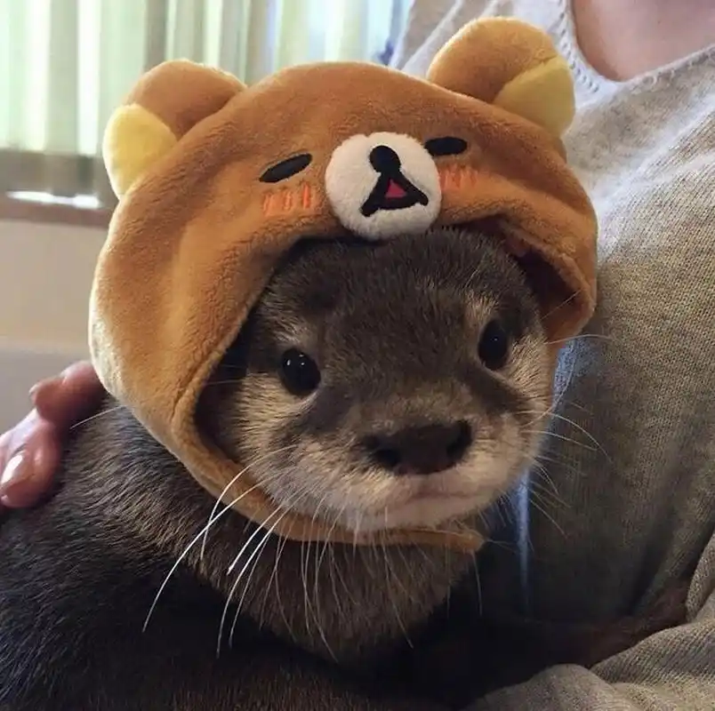 水獭头像 太可爱了 水獭头像哦