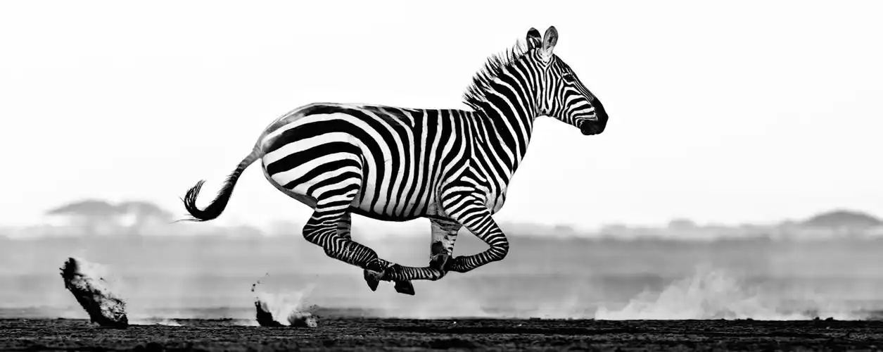 狂奔的斑马.