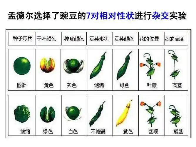 [史上最强生物课件]复习必修二遗传的基本规律—分离规律1 2010.11.
