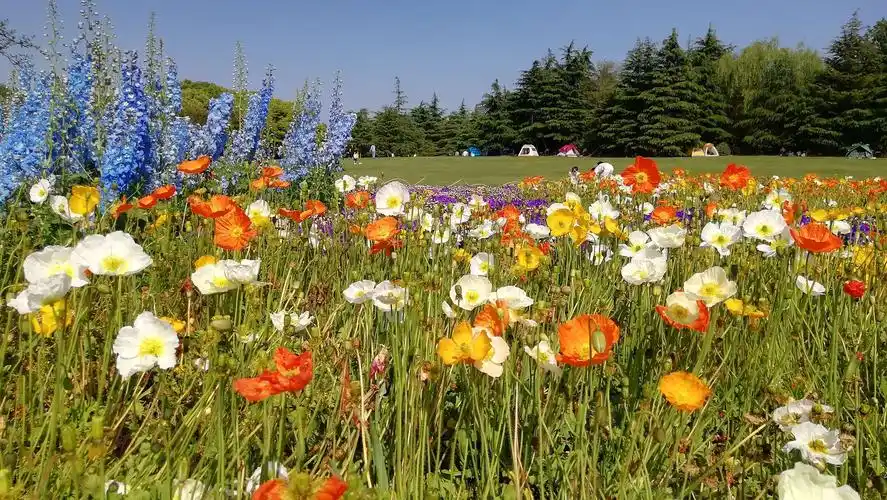 四月芳菲 美丽世纪——上海世纪公园春季花之旅