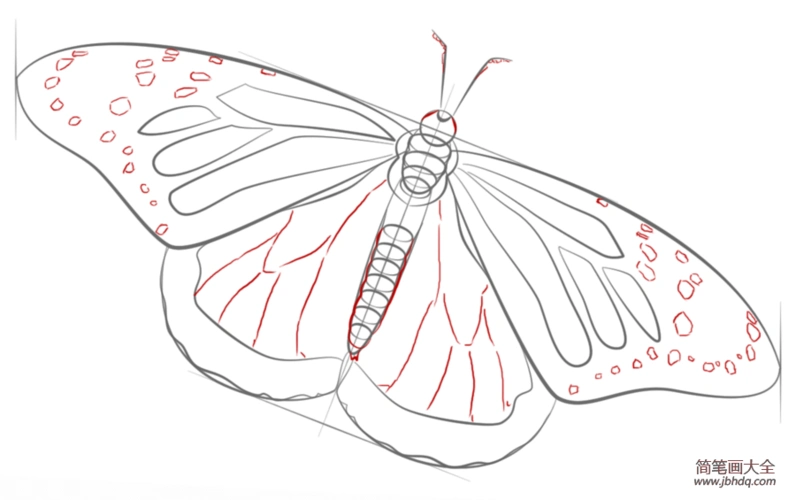 如何画帝王蝶