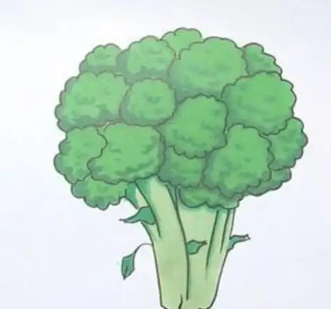 西兰花简笔画图片带颜色 西兰花简笔画怎么画简单
