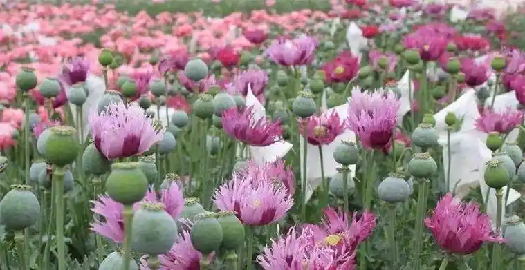 上千亩地全是罂粟,武警24小时持枪守卫_鸦片_毒品_我国