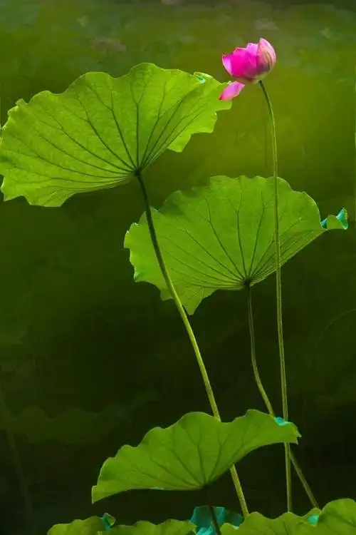 荷花荷叶背景图片