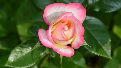 粉红玫瑰花瓣花卉微距摄影4k