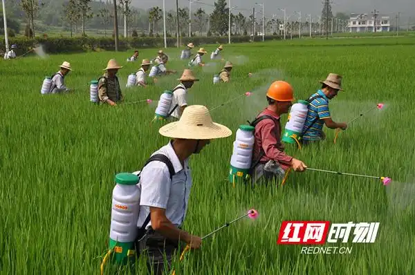 代表声音王建秋加大补贴力度让更多农民使用无人机打农药