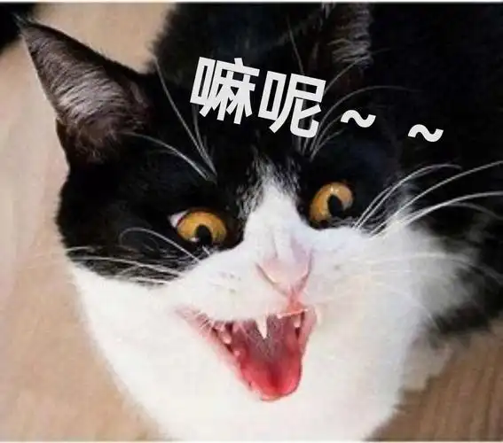 搞笑猫表情包