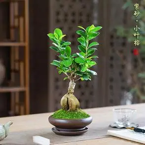 造型人参榕小叶榕树盆景茶桌常青好养树桩盆景室内办公室桌面绿植