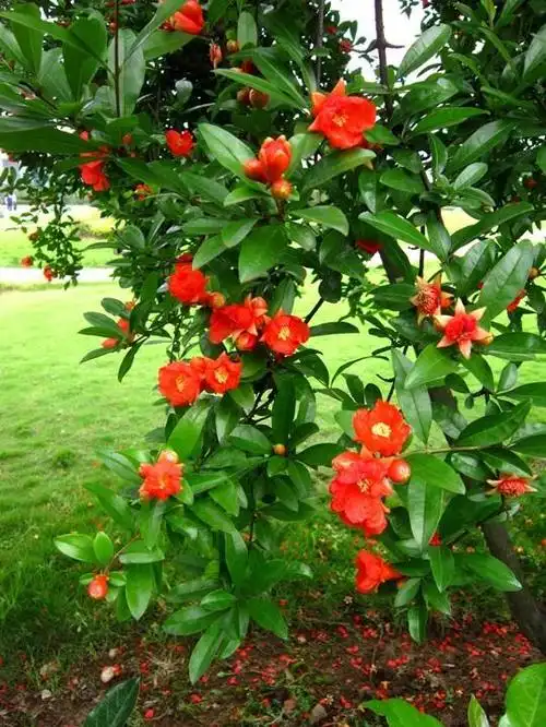 石榴花(石榴花图片,嫁给有情郎丨花花万物(果石榴花图片)