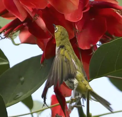 秀眼花蜜鸟太阳鸟