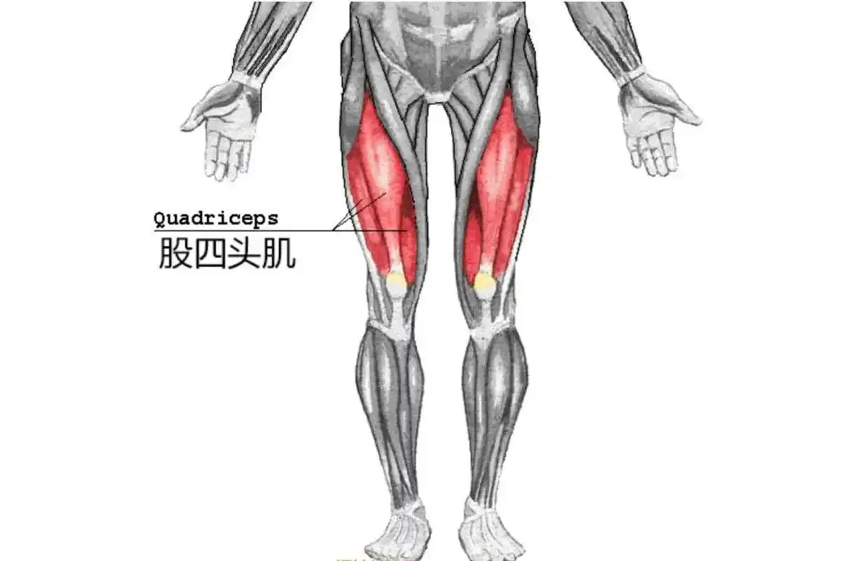 瑜伽/普拉提/运动与解刨/股四头肌 位置股四头肌主要位于股骨的前方