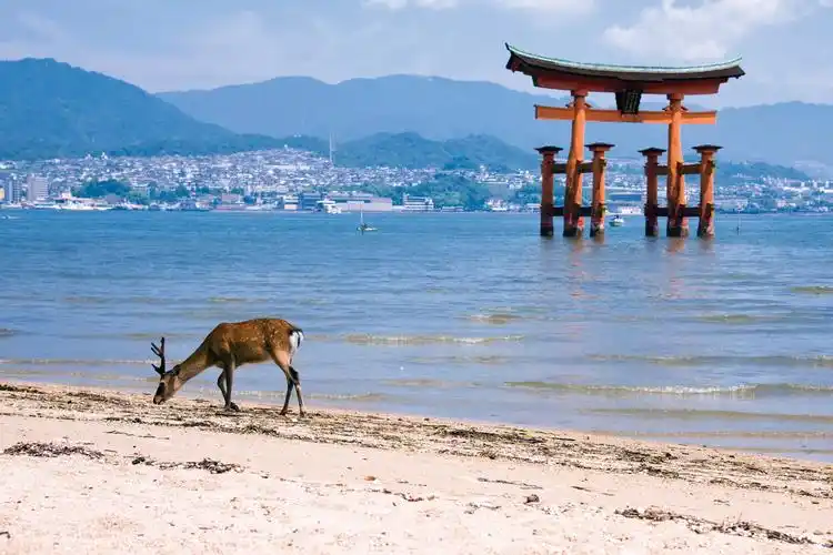 严岛神社和宫岛的鹿日本山水风景图片