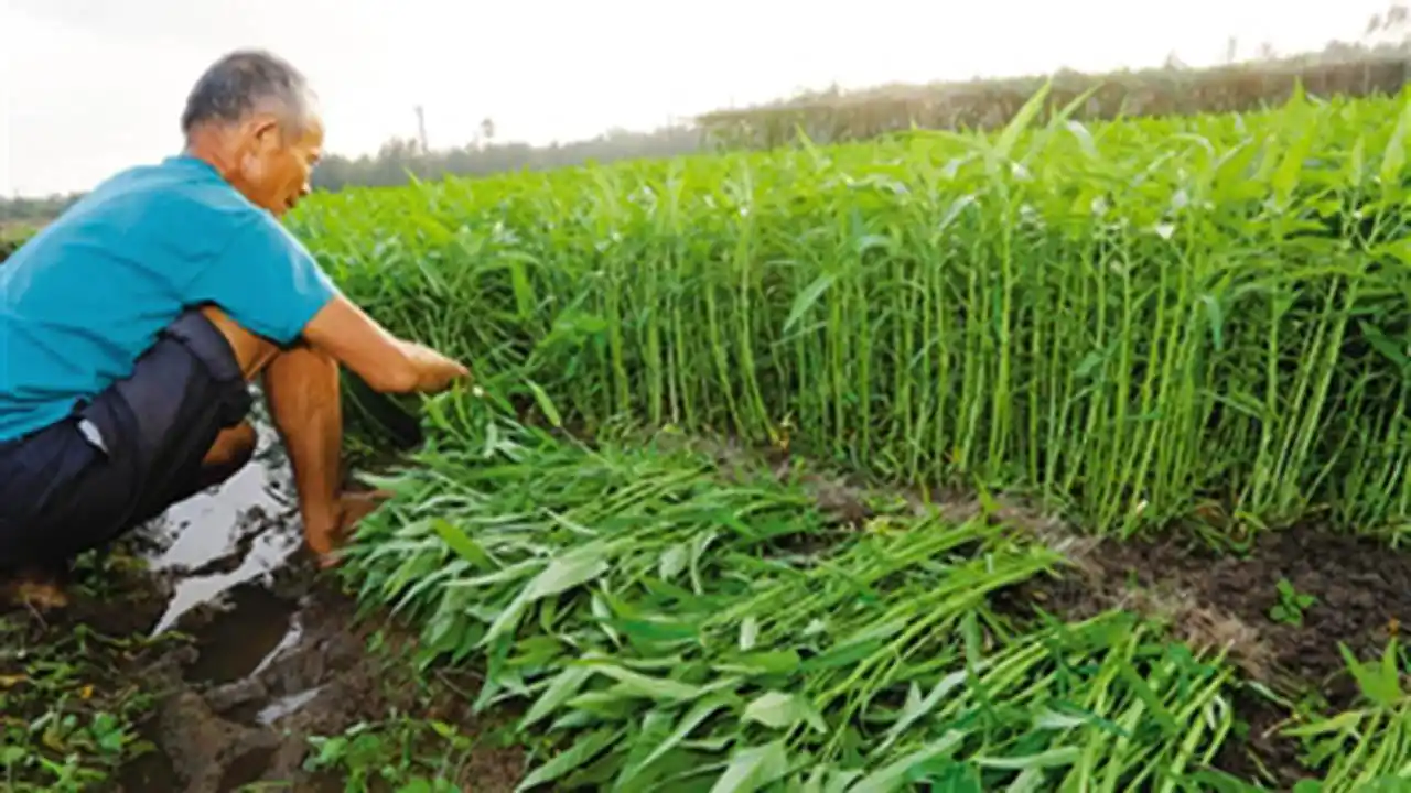 这种菜在中国烂大街,卖到美国26块钱一斤,美国人还争着吃!_空心菜