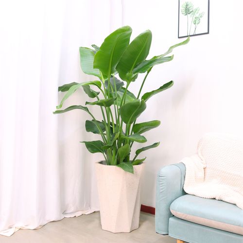 天堂鸟杭州绿植花卉盆栽叶盆栽鹤望兰大型观办公室客厅大型绿植