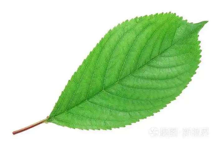 樱桃叶孤立在白色背景特写