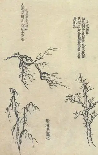 中国山水画教程:树的画法