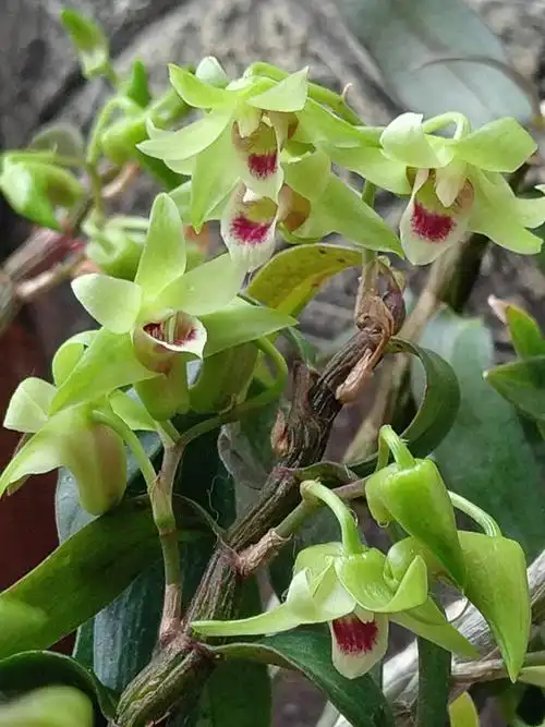 任性美人石斛花