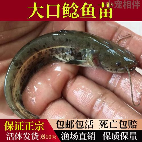 南方大口鲶鱼苗观赏鱼淡水养殖食用二须四须鲶鱼本地土鲶鱼苗活体 4-6