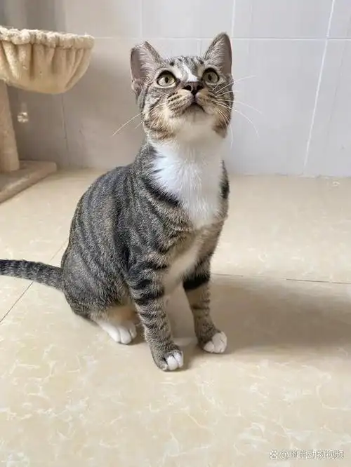 为什么说狸花猫是最好的猫