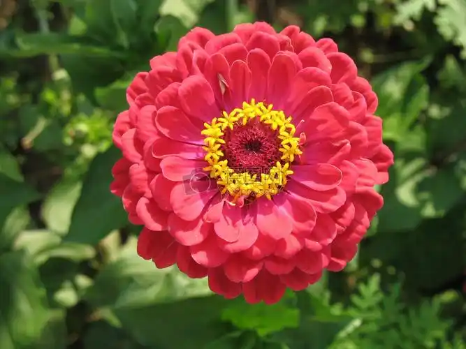 大红花图片(大红花图片头像)