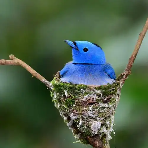 蓝色鸟鸟儿但是某些拍摄者为了拍摄刻意将枝叶剪去可能会造成小鸟晒伤