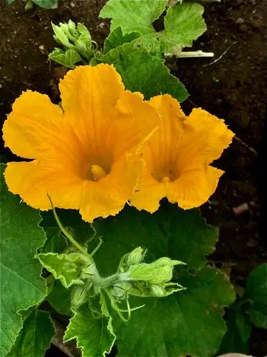 好事成双南瓜花