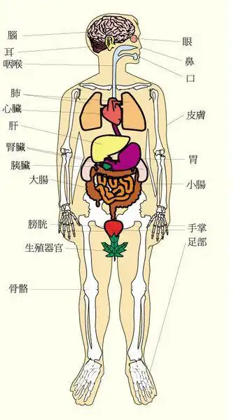 人的身体器官图像