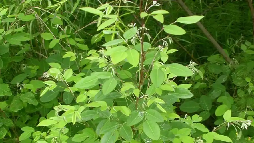 日月峡里的中草药--兴安胡枝子