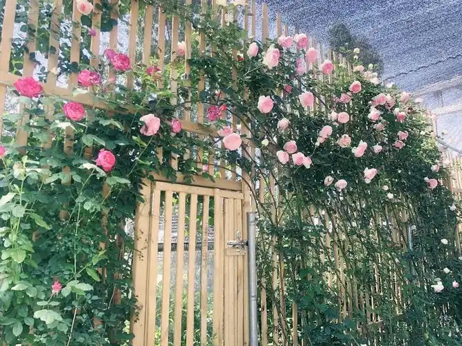 五一去哪7172伊亚plus体验性庄园