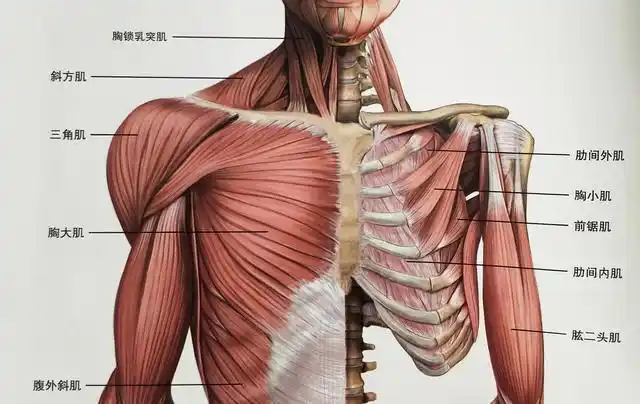 胸部是躯干的前部所在的位置,这一区域中最大也是最有力量的肌肉是肌