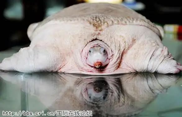 世界上长尾巴的奇人组图