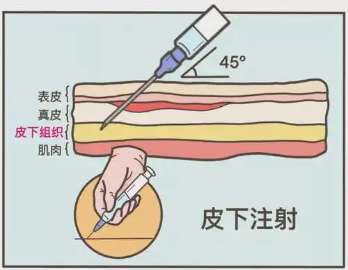 静脉注射三棵针的各种提取成分(一般属于季铵类生物碱,是由己提取过