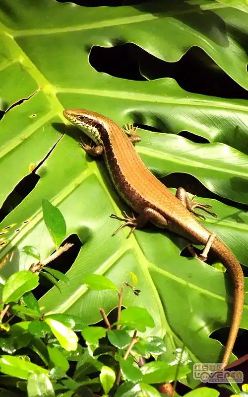 首开拍摄记录一只四脚蛇