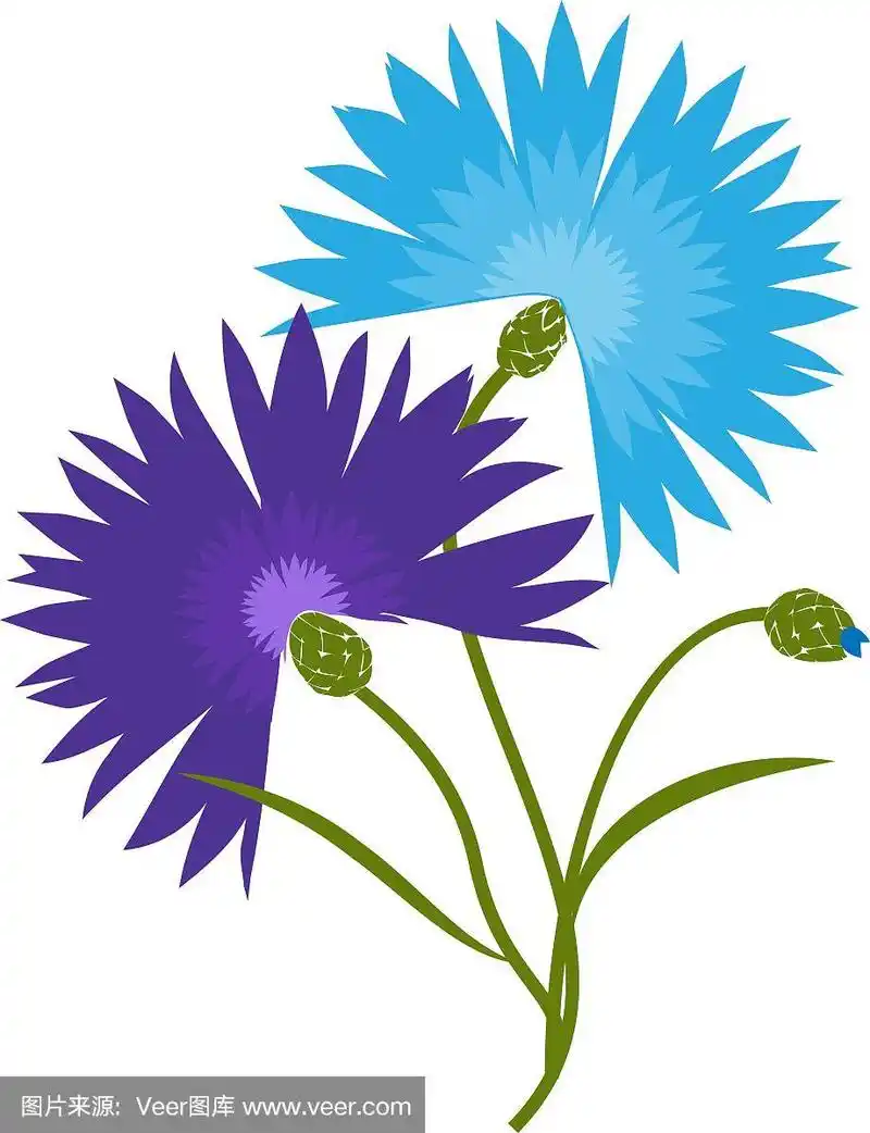 蓝色花矢车菊孤立在白色背景上.矢车菊漫画插图
