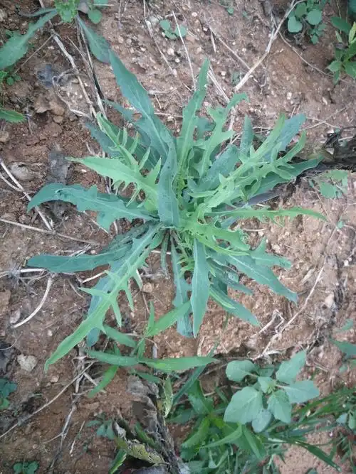 野菜苦菜新鲜败酱草苦碟子苦麻子苦麦菜菊苣食用山东烟台 1002g【图片